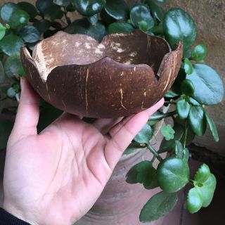 Bát gáo dừa cánh hoa