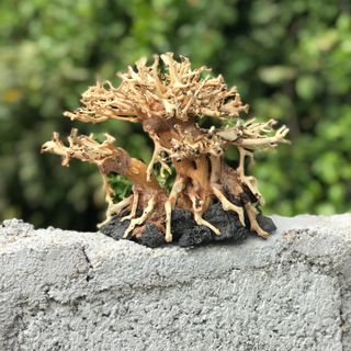 LŨA BONSAI CHO HỒ THỦY SINH Mini [HT/03]