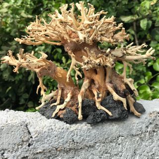 LŨA BONSAI CHO HỒ THỦY SINH Mini [HT/03]