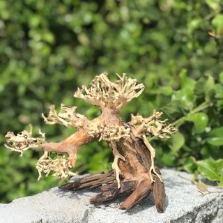 LŨA BONSAI CHO HỒ THỦY SINH SIZE NHỎ [CN/01]