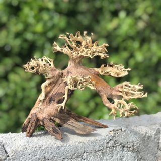 LŨA BONSAI CHO HỒ THỦY SINH SIZE NHỎ [CN/01]