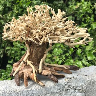 LŨA BONSAI CHO HỒ THỦY SINH SIZE MINI [CT/01]