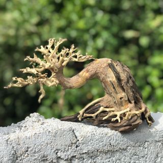 LŨA BONSAI CHO HỒ THỦY SINH SIZE NHỎ [TĐ/01]