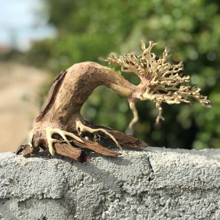LŨA BONSAI CHO HỒ THỦY SINH SIZE NHỎ [TĐ/01]