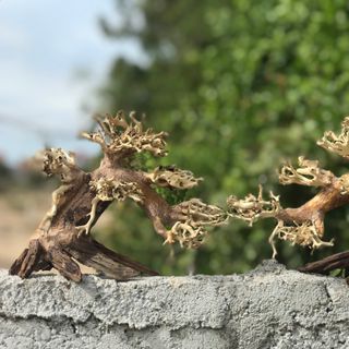 LŨA BONSAI CHO HỒ THỦY SINH SIZE NHỎ [TĐ/01]