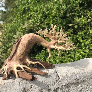 LŨA BONSAI CHO HỒ THỦY SINH SIZE NHỎ [TĐ/01]