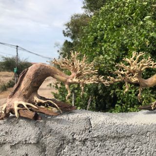 LŨA BONSAI CHO HỒ THỦY SINH SIZE NHỎ [TĐ/01]