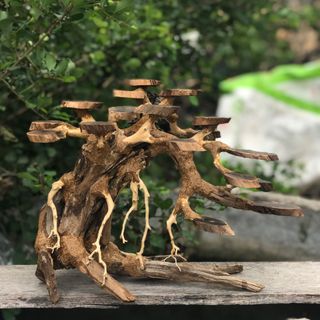 LŨA BONSAI CHO HỒ THỦY SINH Mini [TR/01]