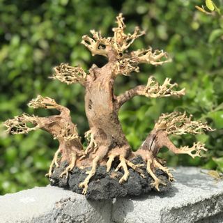 LŨA BONSAI CHO HỒ THỦY SINH SIZE LỚN [BT/01]