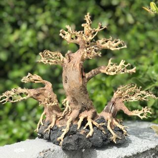 LŨA BONSAI CHO HỒ THỦY SINH SIZE LỚN [BT/01]