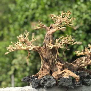 LŨA BONSAI CHO HỒ THỦY SINH Size Lớn [HT/02]