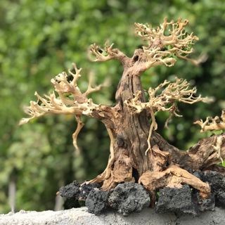 LŨA BONSAI CHO HỒ THỦY SINH Size Lớn [HT/02]