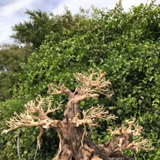 LŨA BONSAI CHO HỒ THỦY SINH Size Lớn [HT/02]