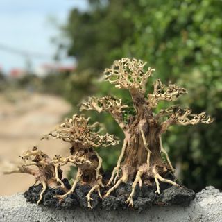 LŨA BONSAI CHO HỒ THỦY SINH SIZE LỚN [BT/02]