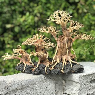 LŨA BONSAI CHO HỒ THỦY SINH SIZE LỚN [BT/02]