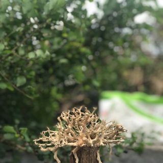 LŨA BONSAI CHO HỒ THỦY SINH Mini [CT02]