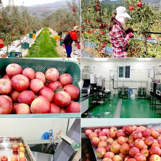 NƯỚC ÉP TÁO APPLE SUN