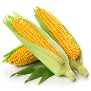 Gói 10 gram Hạt giống Bắp Mỹ, Ngô Ngọt - Hạt giống rau củ quả