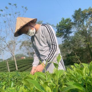 Trè xanh thái nguyên