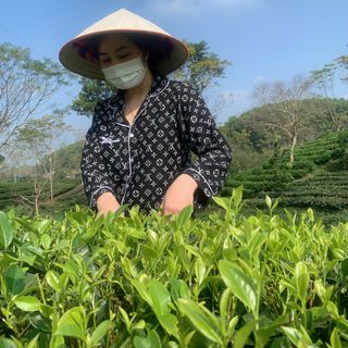 Trè xanh thái nguyên
