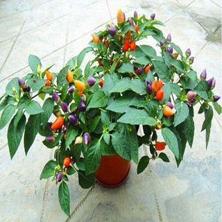 40 Hạt giống Ớt Ngũ Sắc, Ớt Kiểng Ăn Được - Hạt giống rau củ quả