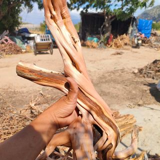 Hải sa quỳ . 1kg 100k . 5kg 400k . 10kg 700k