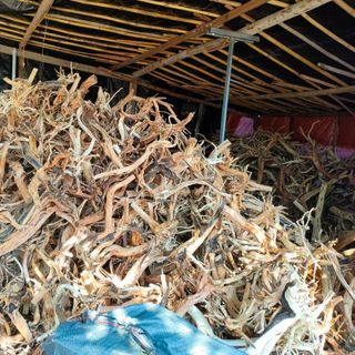 Hải sa quỳ . 1kg 100k . 5kg 400k . 10kg 700k
