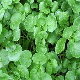 0.5gram Hạt giống Xà lách xoong, Xà Lách xoong miền núi - Hạt giống rau củ quả