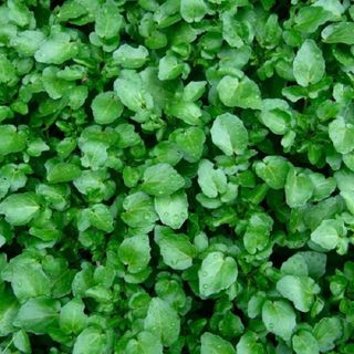 0.5gram Hạt giống Xà lách xoong, Xà Lách xoong miền núi - Hạt giống rau củ quả