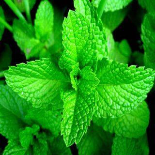 100 Hạt giống Bạc Hà Cay Peppermint - Hạt giống rau củ quả