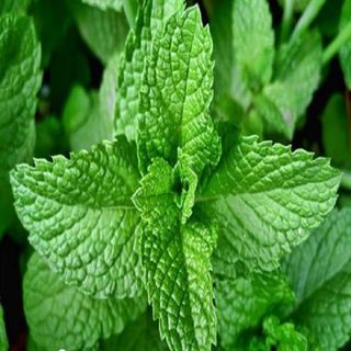 100 Hạt giống Bạc Hà Cay Peppermint - Hạt giống rau củ quả