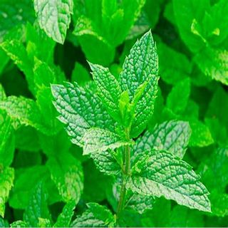 100 Hạt giống Bạc Hà Cay Peppermint - Hạt giống rau củ quả