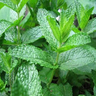 100 Hạt giống Bạc Hà Cay Peppermint - Hạt giống rau củ quả