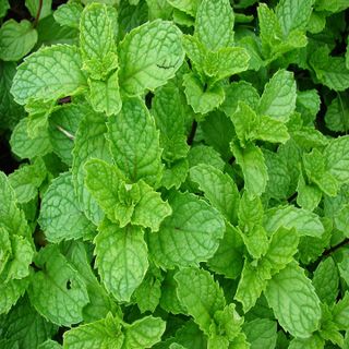 100 Hạt giống Bạc Hà Cay Peppermint - Hạt giống rau củ quả