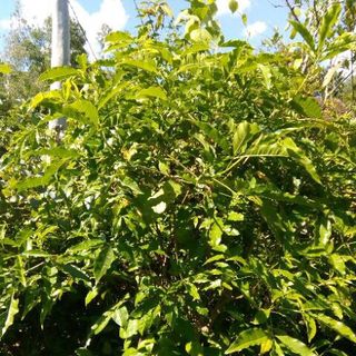 Chè Cỏ – Bài thuốc lợi sữa, thơm sữa cho Bà Mẹ Bỉm Sữa chất lượng giá rẻ