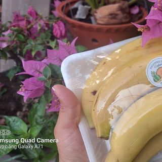 Dưa lưới Tl3 vietgap
