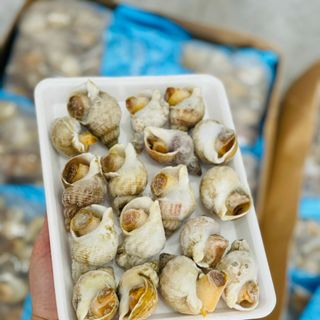 Ốc Bulot Pháp