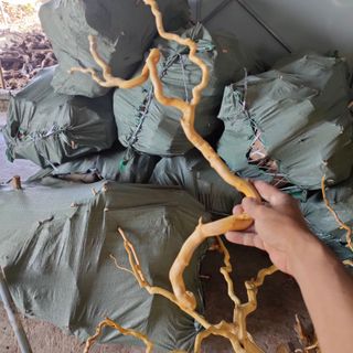 Đỗ quyên . Trọng lượng bán 1kg .200k , 5kg 900k . 10kg . 1500k