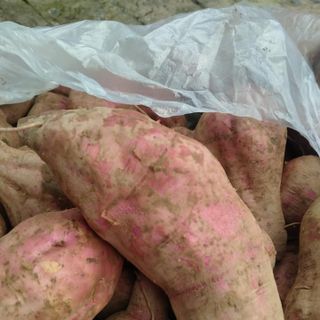 Khoai lang dương Ngọc