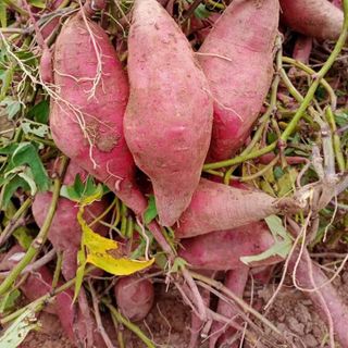 Khoai lang dương Ngọc