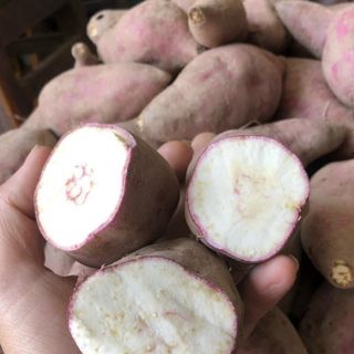 Khoai lang dương Ngọc