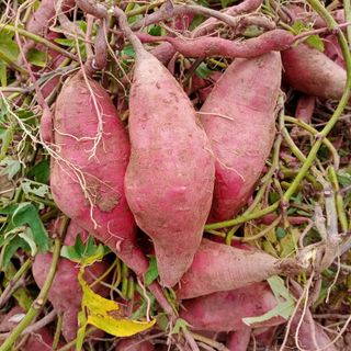 Khoai lang dương Ngọc