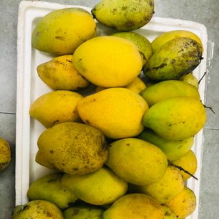 XOÀI CÁT HOÀ LỘC set 5kg