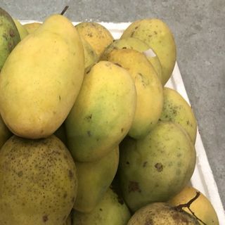 XOÀI CÁT HOÀ LỘC set 5kg