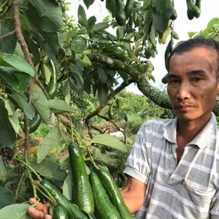 GIỐNG BƠ 034 DẬU LOAN NƠI NGƯỜN GỐC BƠ 034 VIỆT NAM