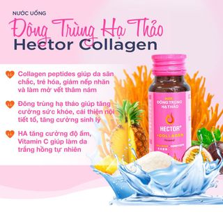 Đông trùng hạ thảo hector collagen