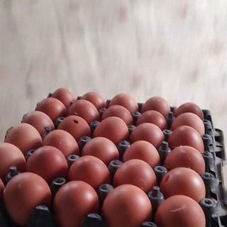 Trứng gà công nghiệp giá sỉ
