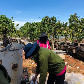 Tìm đại lý, Nhà phân phối, cộng tác viên bán mật ong hoa cà phê nguyên chất giá sỉ