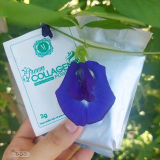 Diệp Lục Collagen (bổ sung nội tiết tố)