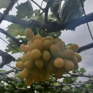 NHO XANH NINH THUẬN BAO NGON